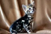 supper fantastic male and female bengal kittens for re-homing